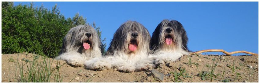 Nasze polskie owczarki nizinne