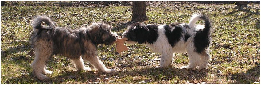 polski owczarek nizinny cena
